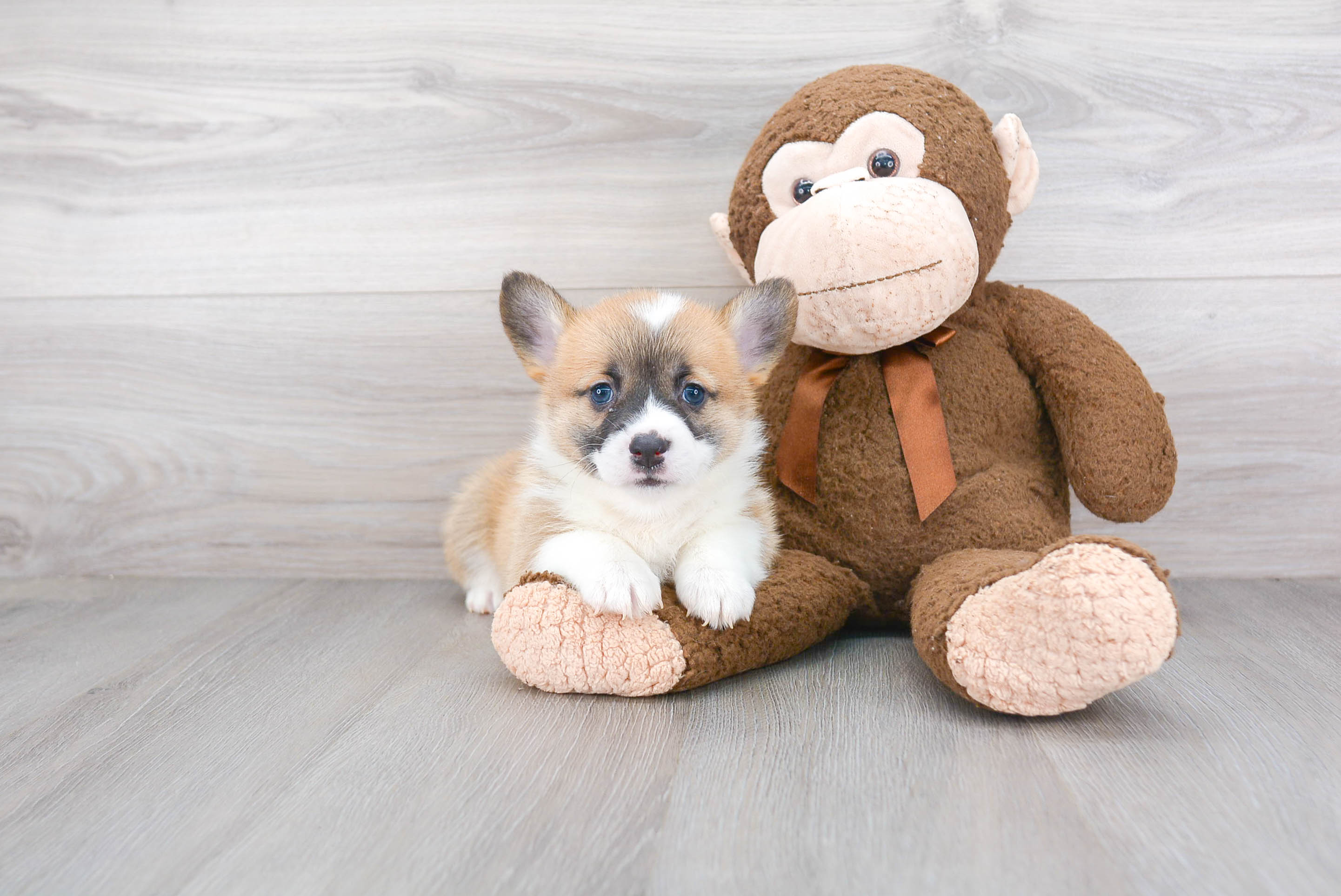 corgi doodles for sale