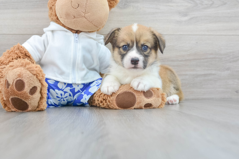 Pembroke Welsh Corgi Memphis: 3lb 15oz Purebred Puppy