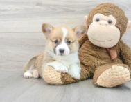 5 week old Pembroke Welsh Corgi Puppy For Sale - Premier Pups