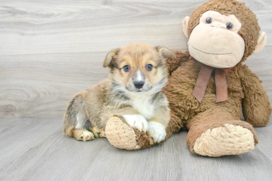 Best Pembroke Welsh Corgi Baby