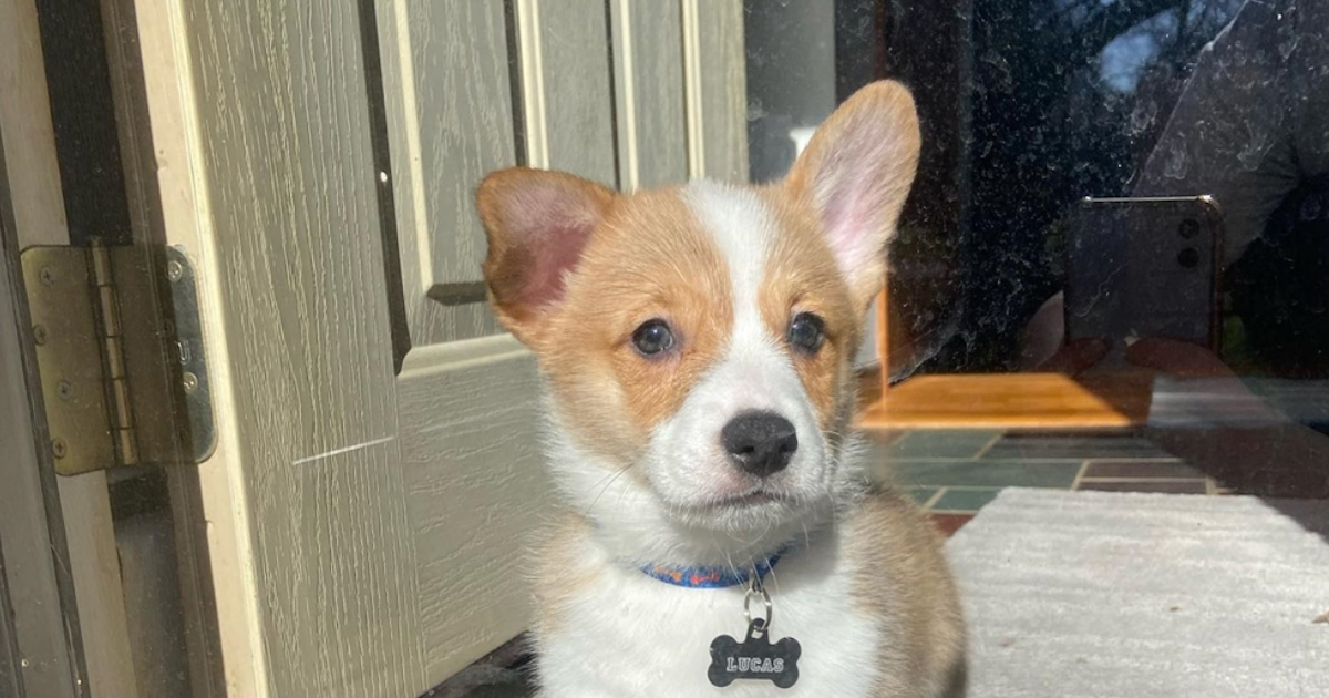 Find Pembroke Welsh Corgi Puppies for Sale in Maple Grove ...