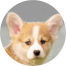 Pembroke Welsh Corgi Puppy For Sale - Premier Pups