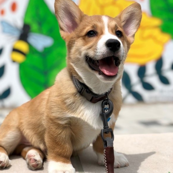 Sable Pembroke Welsh Corgi on a leash