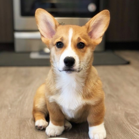 Red Pembroke Welsh Corgi sitting on the floor