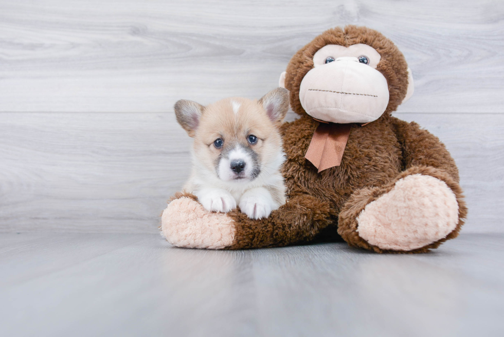 Petite Corgi Purebred Puppy