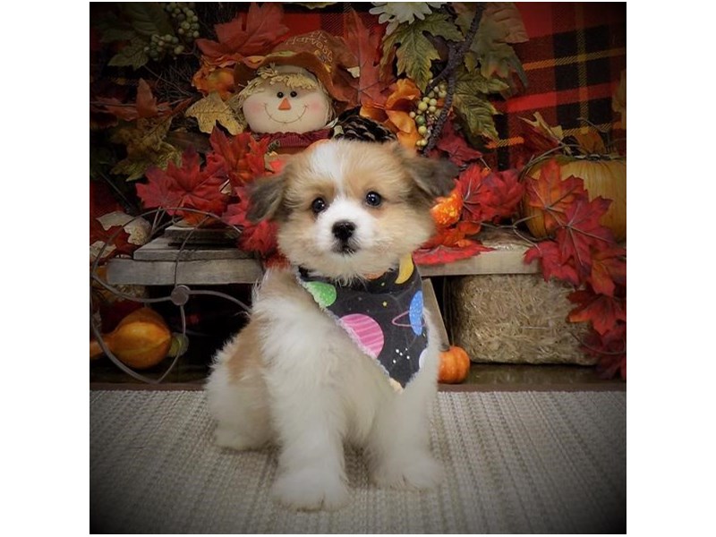 Pomeranian bichon deals mix for sale