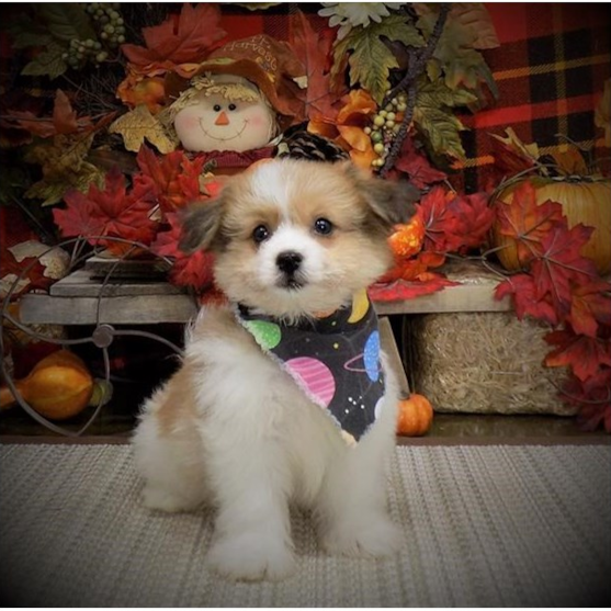 Pomachon dog wearing a colorful scarf