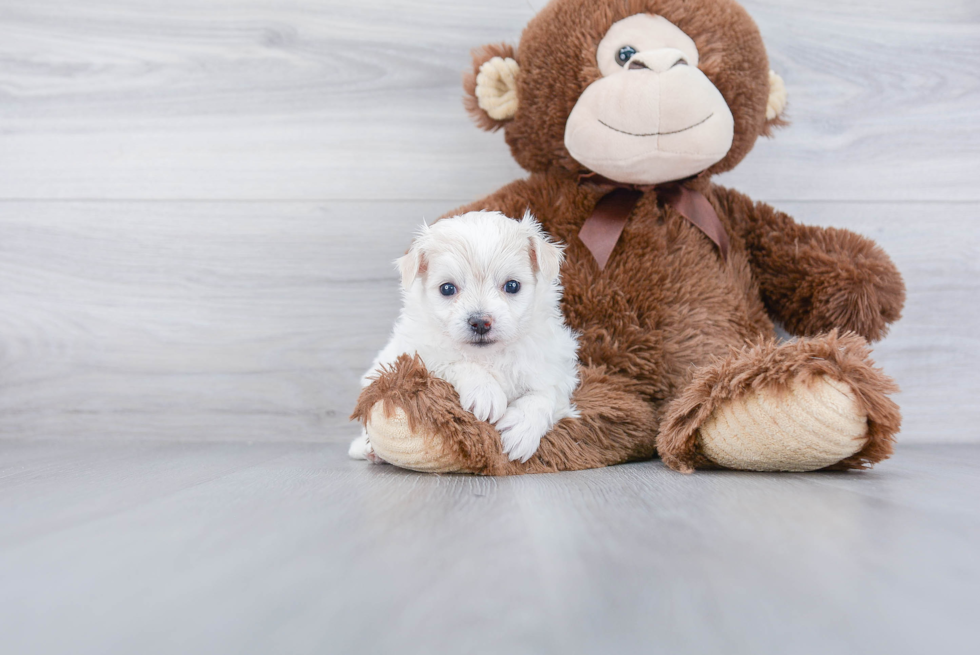 Pomachon Puppy for Adoption