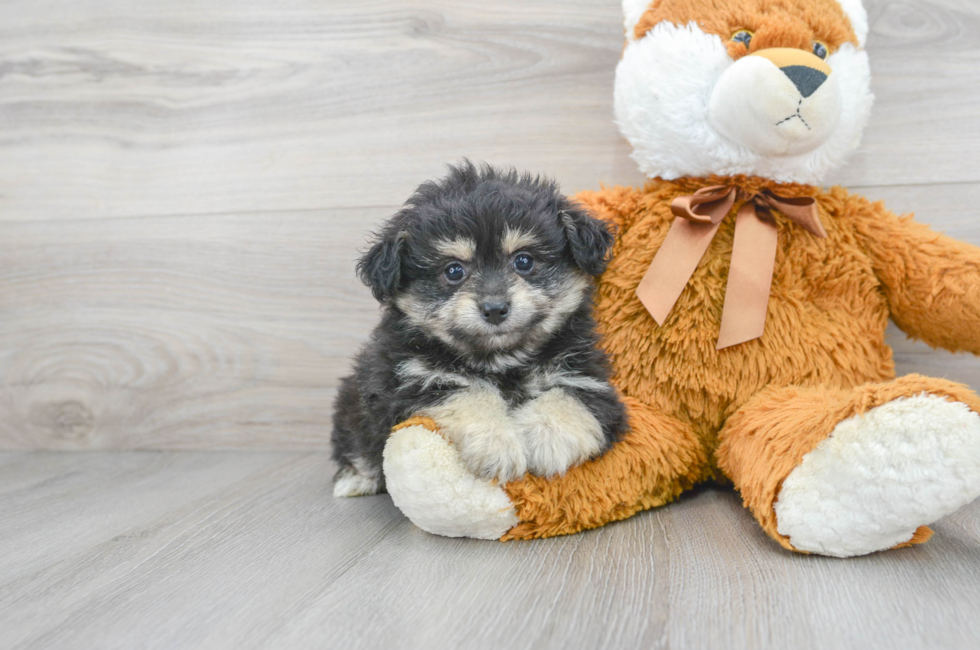6 week old Pomapoo Puppy For Sale - Premier Pups