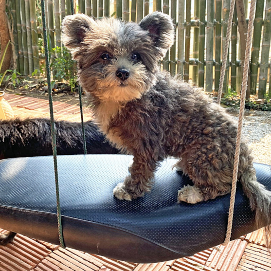 Curly Pomapoo with teddy bear cut