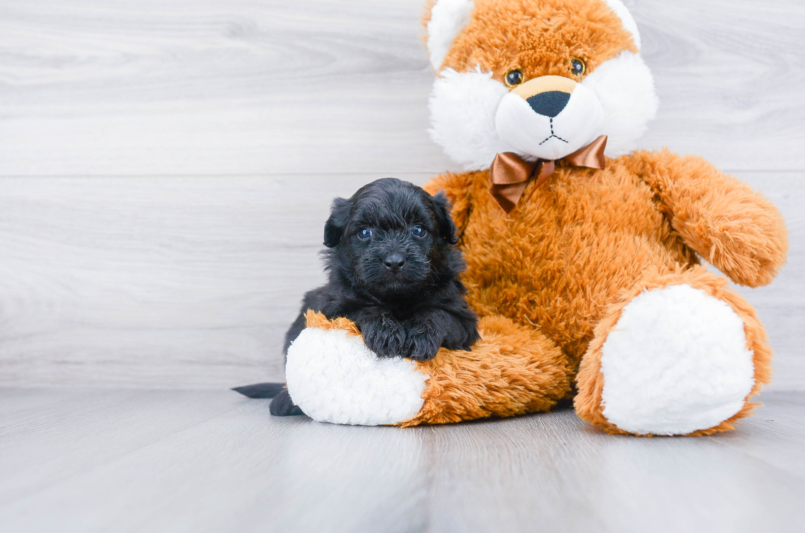 Exclusive Pomapoo Puppies For Sale | Premier Pups