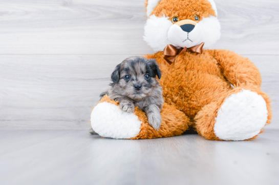 Pomapoo Puppy for Adoption