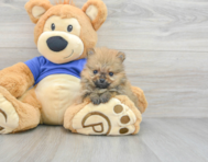 8 week old Pomeranian Puppy For Sale - Premier Pups