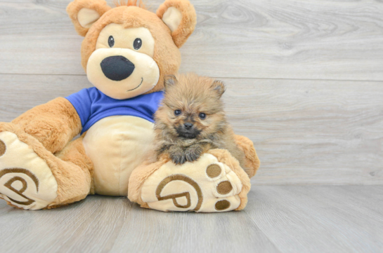 Playful Pomeranian Baby