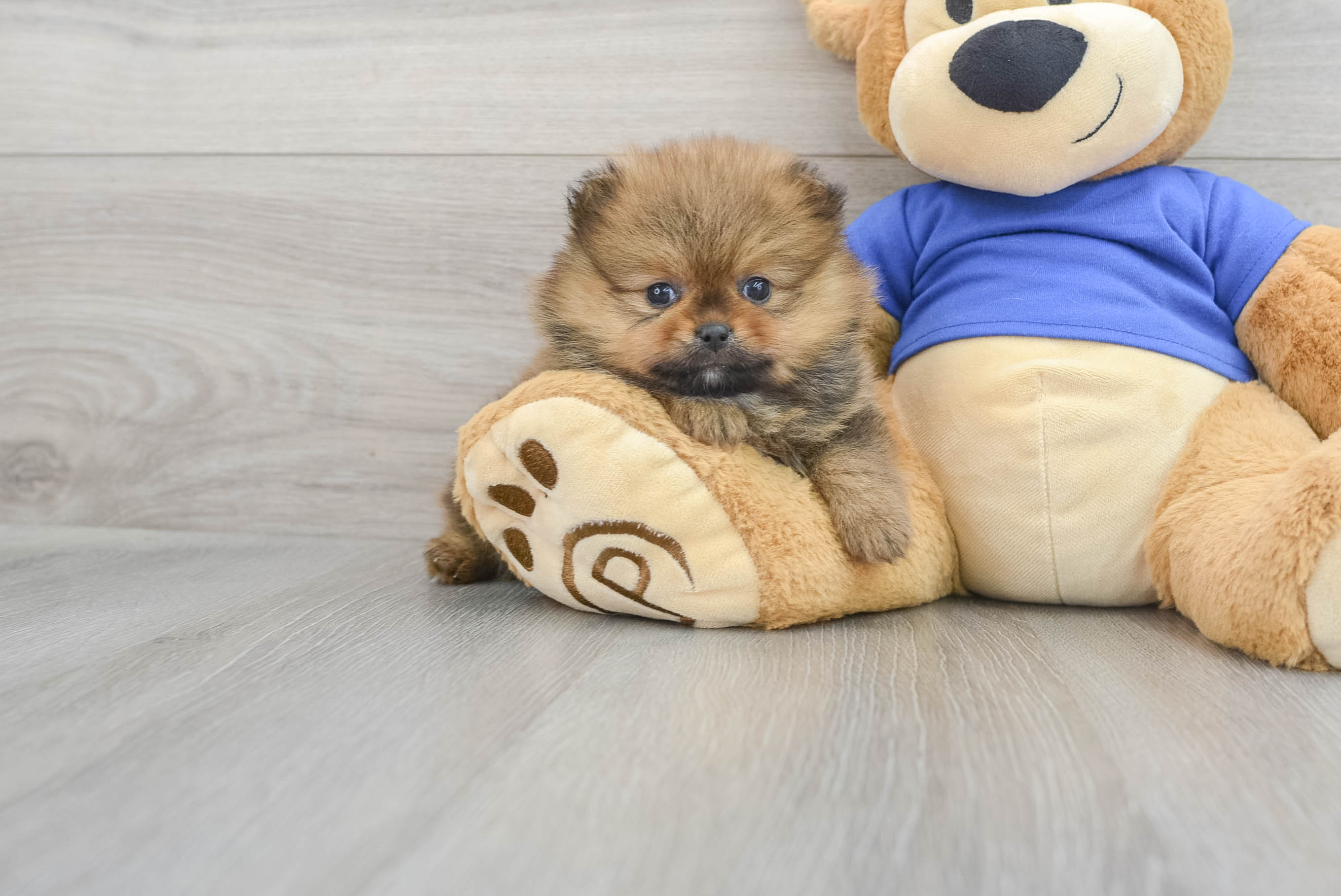 Teddy bear best sale pomeranian for sale