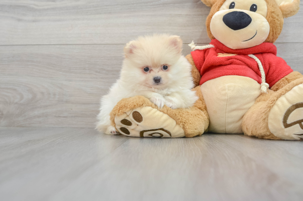 teddy bear pomeranian puppies for sale near me