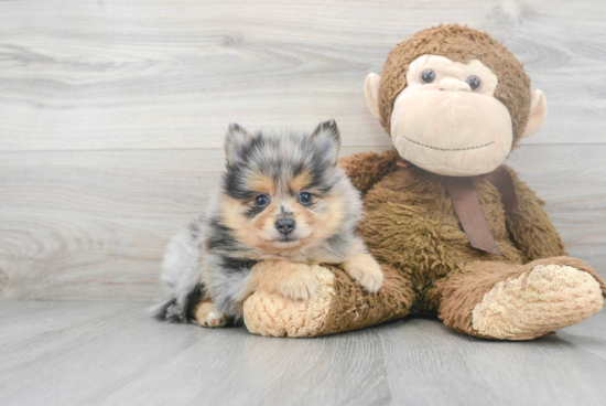 Sweet Pomeranian Purebred Puppy