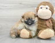 5 week old Pomeranian Puppy For Sale - Premier Pups