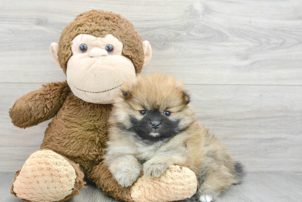 Energetic Pomeranian Purebred Puppy