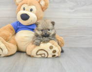 8 week old Pomeranian Puppy For Sale - Premier Pups