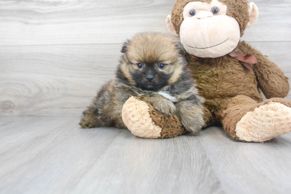 Meet Augusta - our Pomeranian Puppy Photo 2/3 - Premier Pups