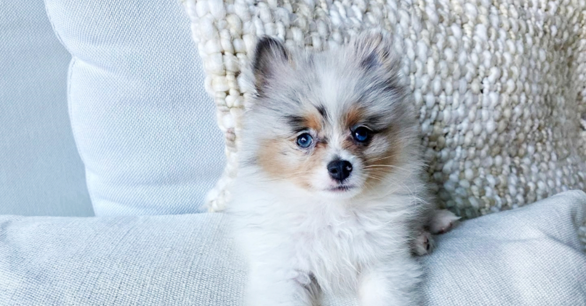 Blue pomeranian for store sale