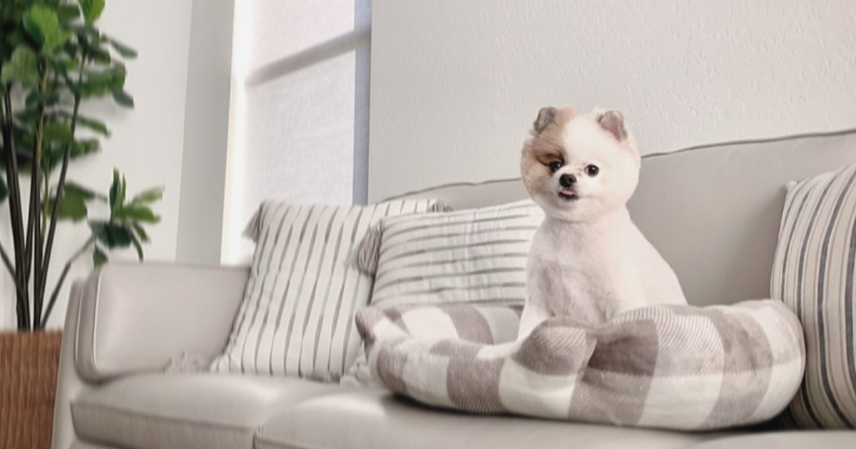 All About Pomeranians: A Complete Guide to the Cute Pom Breed