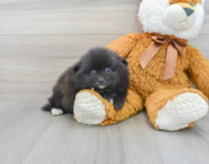 7 week old Pomeranian Puppy For Sale - Premier Pups