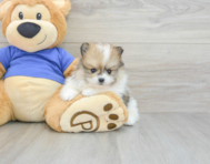 7 week old Pomeranian Puppy For Sale - Premier Pups