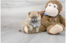 Meet Burberry - our Pomeranian Puppy Photo 2/3 - Premier Pups