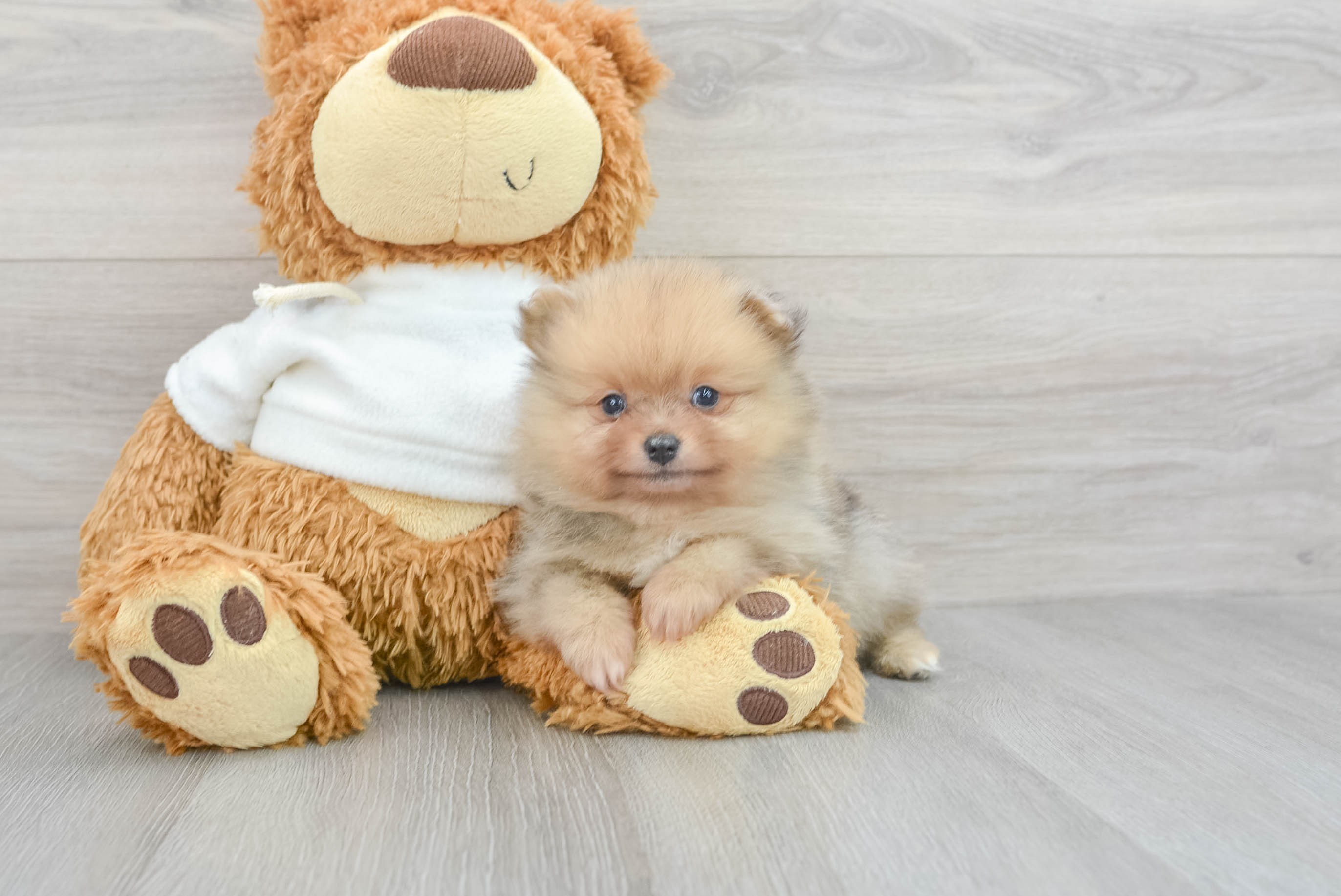 Teddy bear store pomeranian for adoption