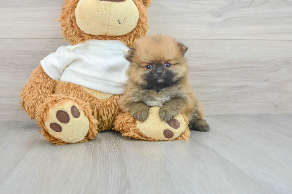 6 week old Pomeranian Puppy For Sale - Premier Pups