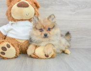 9 week old Pomeranian Puppy For Sale - Premier Pups