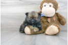Meet Calico - our Pomeranian Puppy Photo 2/3 - Premier Pups