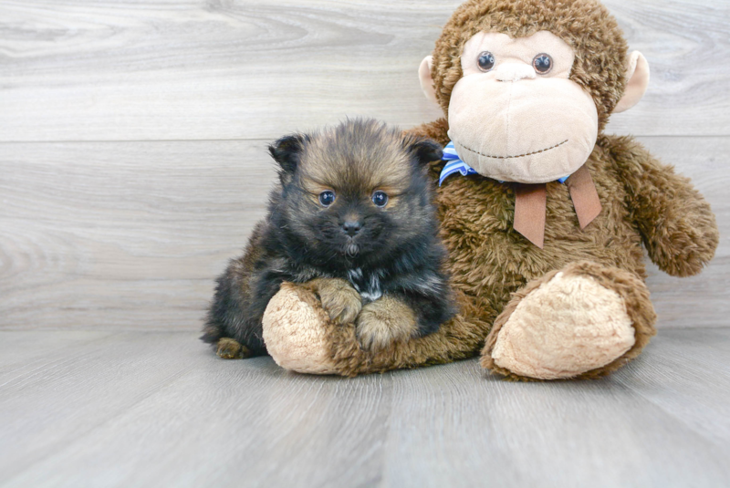 Meet Calico - our Pomeranian Puppy Photo 2/3 - Premier Pups