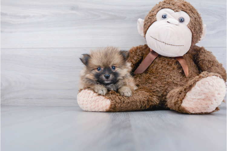 POMERANIAN PUPPY