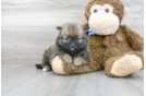 Meet Camron - our Pomeranian Puppy Photo 2/3 - Premier Pups