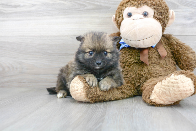 Meet Camron - our Pomeranian Puppy Photo 2/3 - Premier Pups