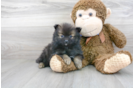 Meet Caprio - our Pomeranian Puppy Photo 1/3 - Premier Pups