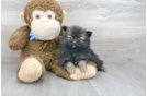 Meet Caprio - our Pomeranian Puppy Photo 2/3 - Premier Pups