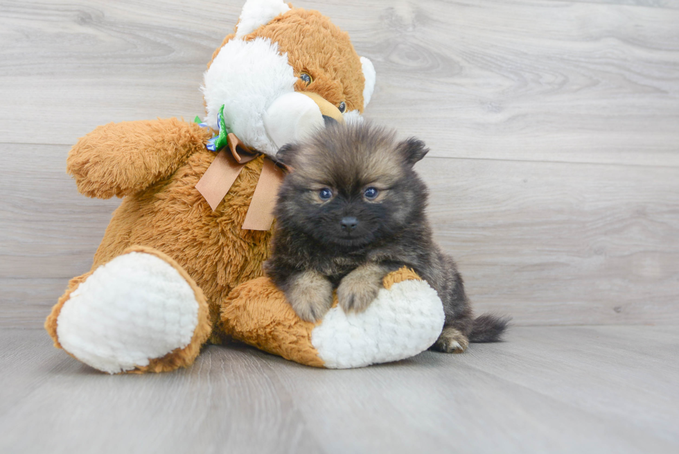 Meet Caprio - our Pomeranian Puppy Photo 2/3 - Premier Pups