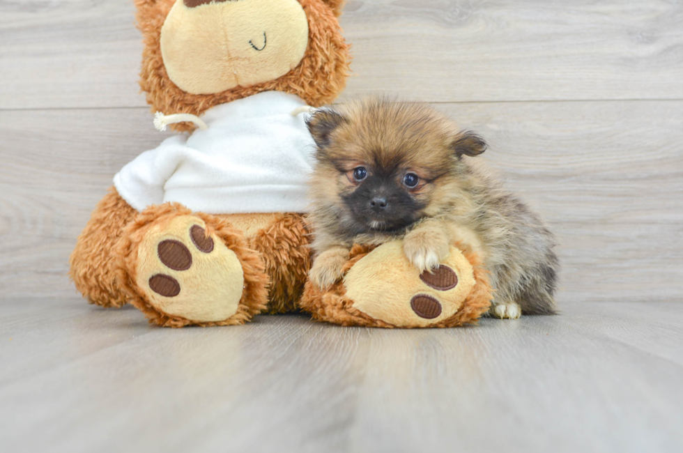 9 week old Pomeranian Puppy For Sale - Premier Pups