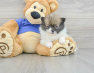 5 week old Pomeranian Puppy For Sale - Premier Pups