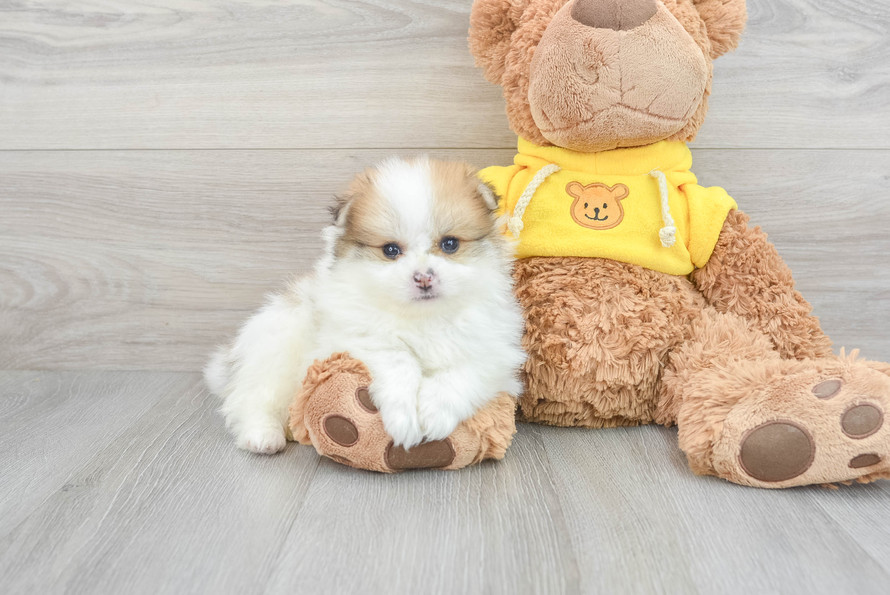 Teacup teddy bear pomeranian hotsell for sale near me