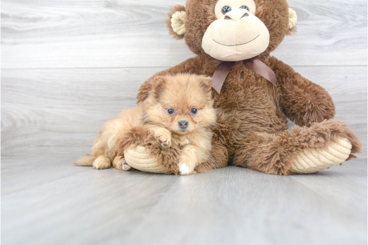 POMERANIAN PUPPY For Sale In Germany