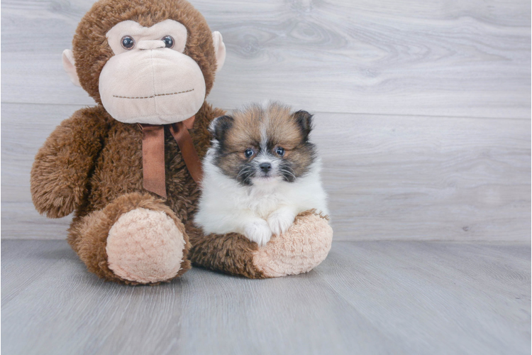 TEACUP POMERANIAN PUPPY