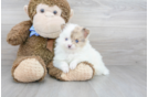 Meet Cudi - our Pomeranian Puppy Photo 1/3 - Premier Pups