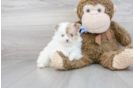 Meet Cudi - our Pomeranian Puppy Photo 2/3 - Premier Pups