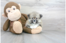 Meet Daphne - our Pomeranian Puppy Photo 2/3 - Premier Pups