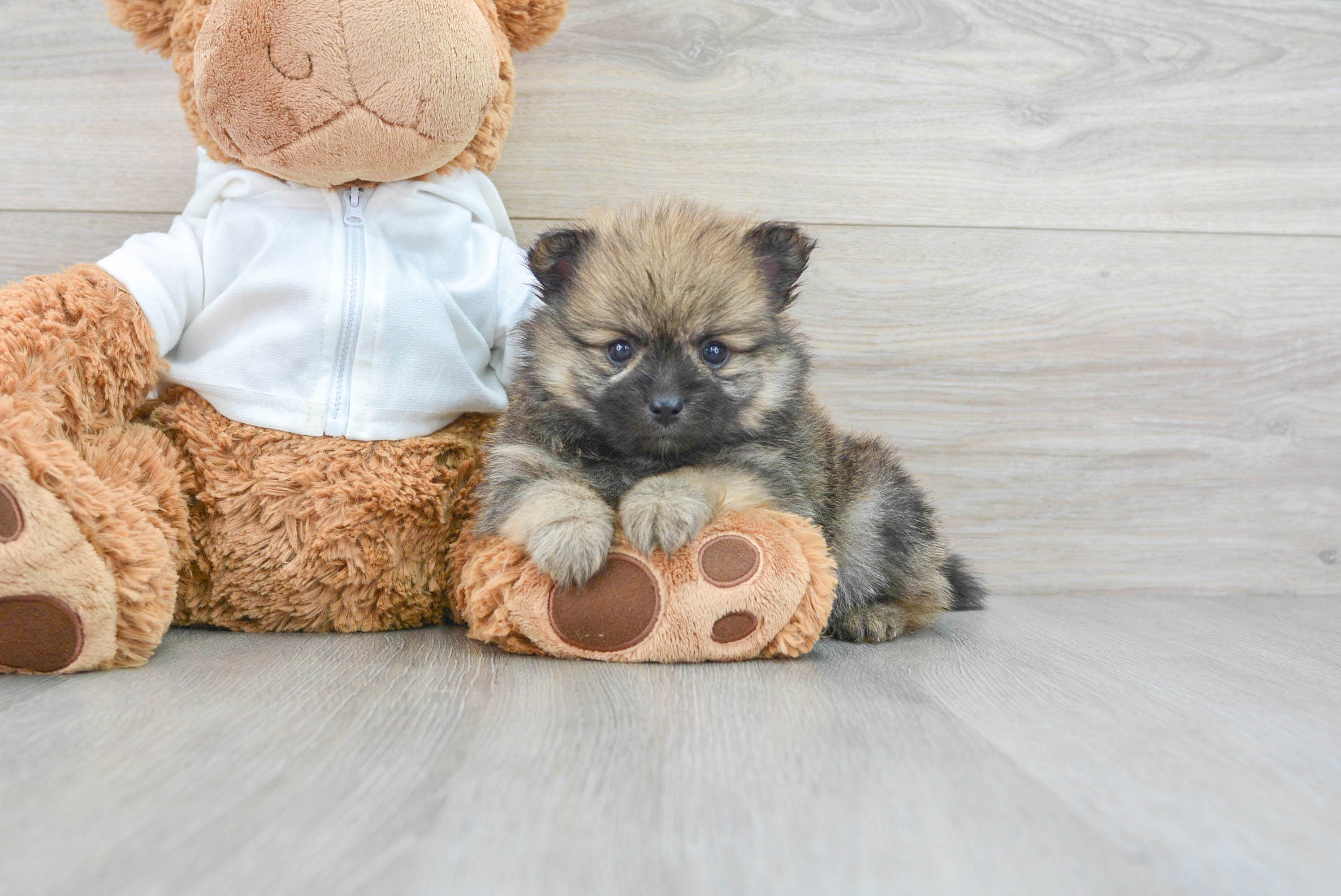 Pomeranian mix best sale puppies near me